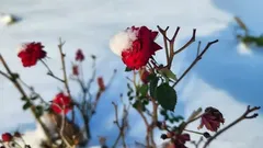 Rosen im Winter: Wann sollte man beginnen, Rosensträucher zu schneiden und zu schützen?