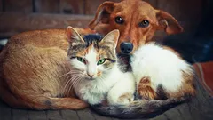 Freunde oder Feinde: Wie Katzen und Hunde wirklich zueinanderstehen
