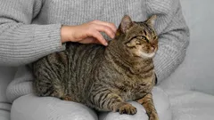 Katzische Hinweise: Anzeichen, dass Ihr Haustier Aufmerksamkeit braucht