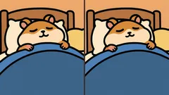 Rätsel: Schaffen Sie es, 3 Unterschiede im Hamsterbild in 29 Sekunden zu finden?
