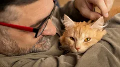 Die Katze schmiegt sich nicht nur aus Zuneigung an: Ein Signal, das Halter oft ignorieren