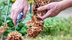 Was man im Dezember nicht schneiden darf: Experte nennt 5 Pflanzen