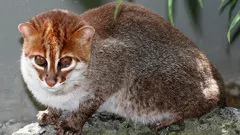 Seltenste Wildkatzen in Thailand gefunden - seit 30 Jahren für ausgestorben gehalten