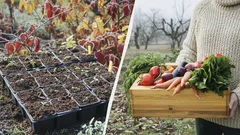 Bis Ende Dezember sollten die Samen dieser 3 Gemüse ausgesät werden – der ideale Zeitpunkt