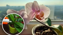 Mit einem Esslöffel blühen Orchideen das ganze Jahr: einfache Hausmethode zum Düngen