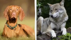 Warum Wildtiere keine Hängeohren haben: Die Erklärung der Forschenden wird Sie überraschen