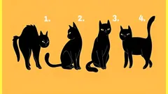 Psychologischer Test: Wähle eine Katze und finde heraus, wie dich andere sehen