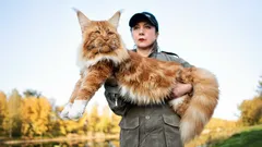 Hunde gegen Katzen: Diese Rassen können im ewigen Duell als Sieger hervorgehen