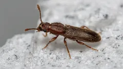 Warum sich in Mehl Käfer einnisten und wie man sie loswird: Einfache Methode von Experten