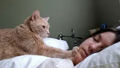 Lebendiger Wecker mit Krallen: Warum Katzen ihre Besitzer morgens ständig wecken