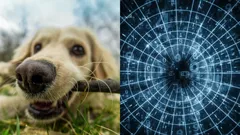 Astrologen: Wer in diesen Monaten geboren ist, versteht Tiere ohne Worte