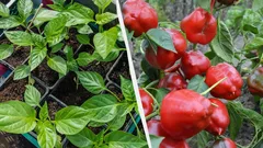 Diese Pflanzen sollten Sie jetzt vorziehen: Warum Sie damit bis Ende Januar fertig sein müssen