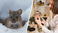So vertreiben Sie Ratten und Mäuse für immer: Das sollten Sie im Winter im Garten auslegen
