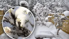 Eine Bedrohung unter einer weissen Decke: Wenn zu viel Schnee Pflanzen schaden kann