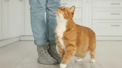 Warum Katzen einem vor die Füsse laufen: Experten liefern eine wissenschaftliche Erklärung