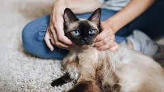 Geheimnisse der Katzenseele: Diese 3 Rassen zeigen grenzenlose Treue