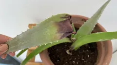 Warum trocknet Aloe aus und wie rettet man sie: 7 einfache Schritte vom Gärtner