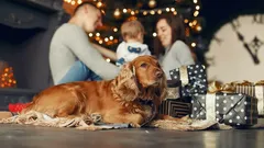 Was tun, wenn dein Hund Angst vor Silvesterfeuerwerk hat: 5 Tipps vom Hundetrainer