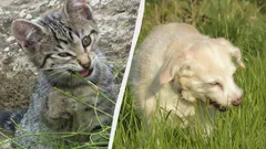 Warum Katzen und Hunde Gras fressen: Forschende liefern eine unerwartete Erklärung