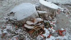 Baumstümpfe auf dem Grundstück verschwinden von selbst: Die 3 besten Methoden ohne Traktor