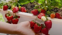 Frische Erdbeeren ohne Garten – sogar im Winter: Geheimnisse des Anbaus in der Wohnung